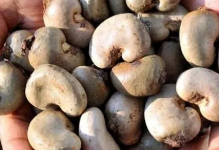 raw-cashew